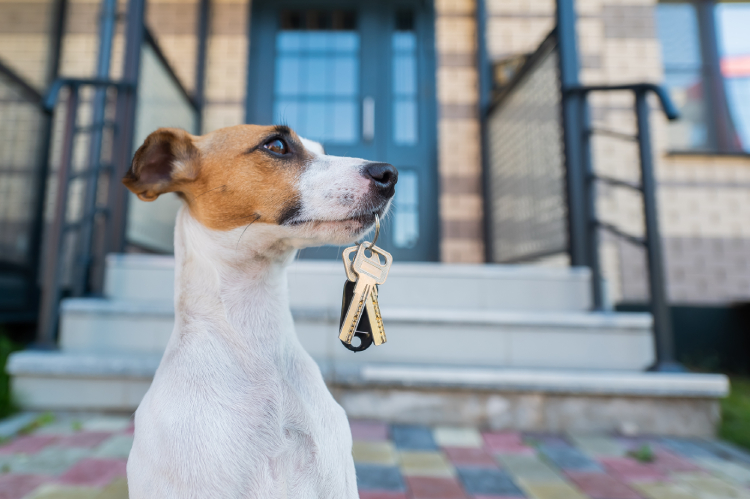 Renting to Pet Owners