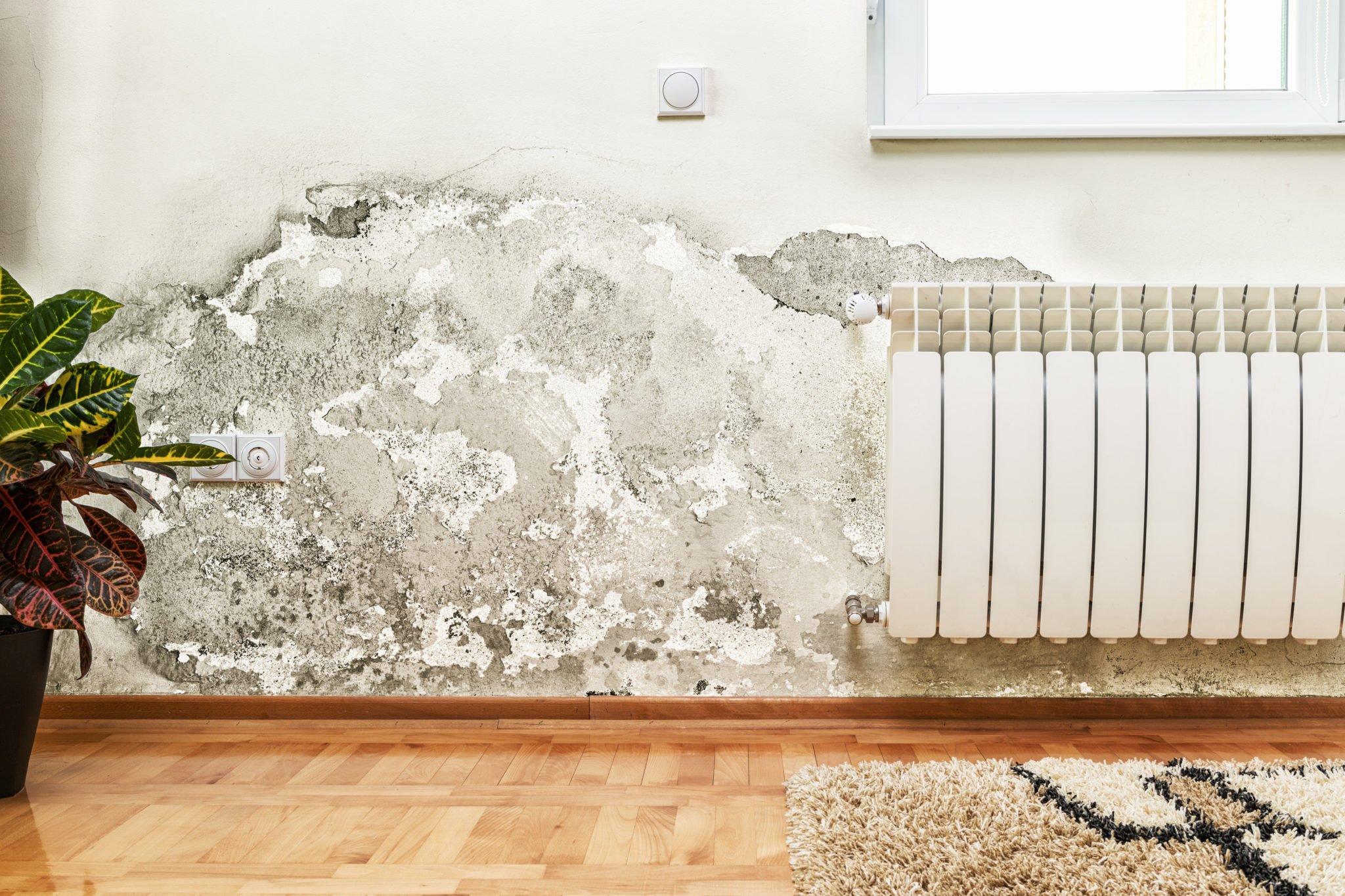 finding-mould-in-your-rental-property-propertyloop